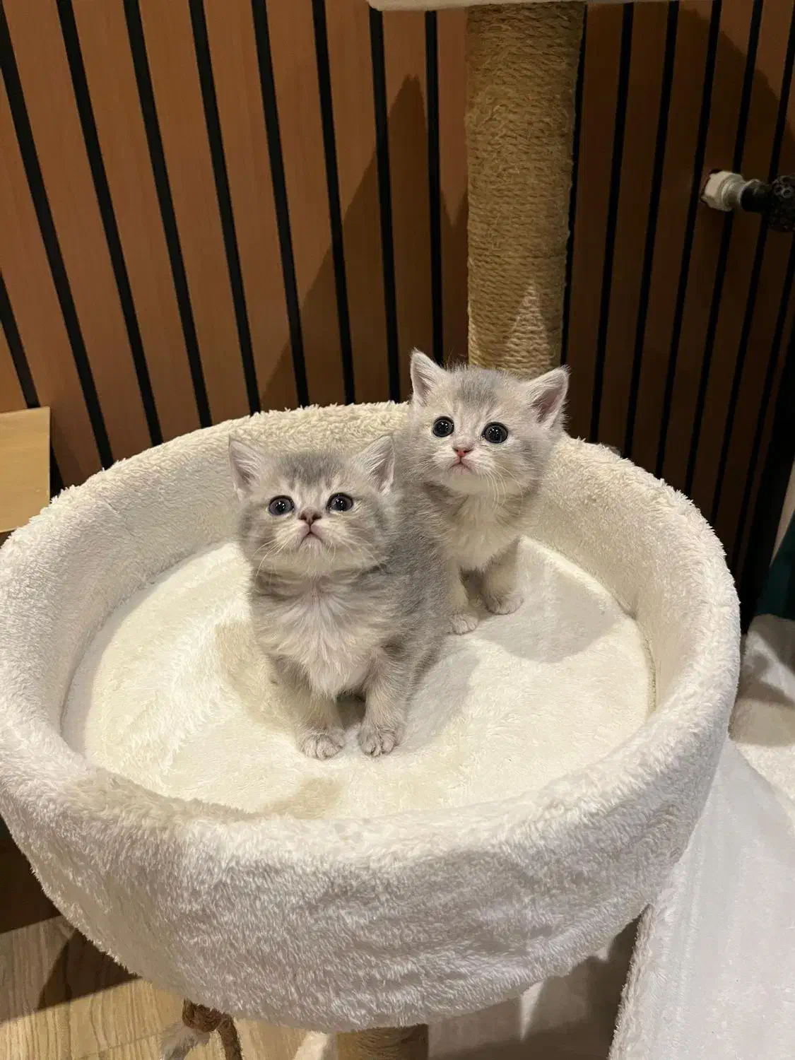 گربه بیریتیش نر|گربه|لاهیجان, امیرشهید|دیوار