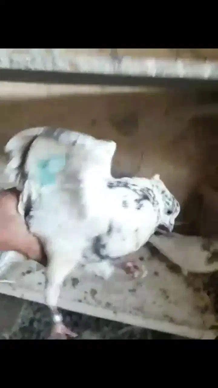 کبوتر گمشده|پرنده|نورآباد, |دیوار