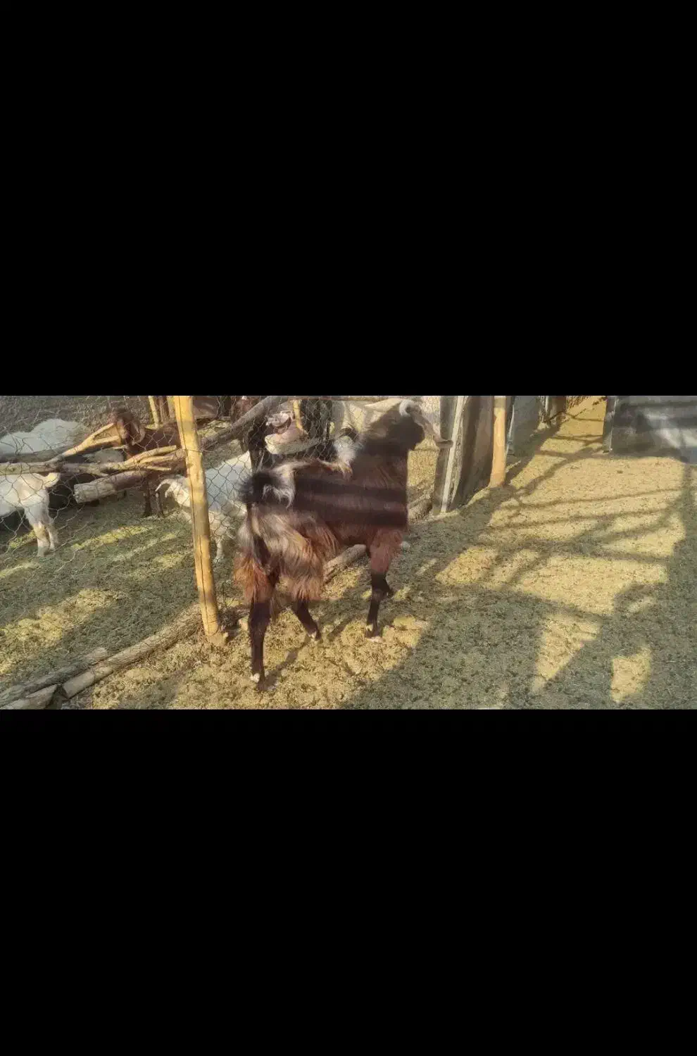 نری بخته|حیوانات مزرعه|رفسنجان, |دیوار