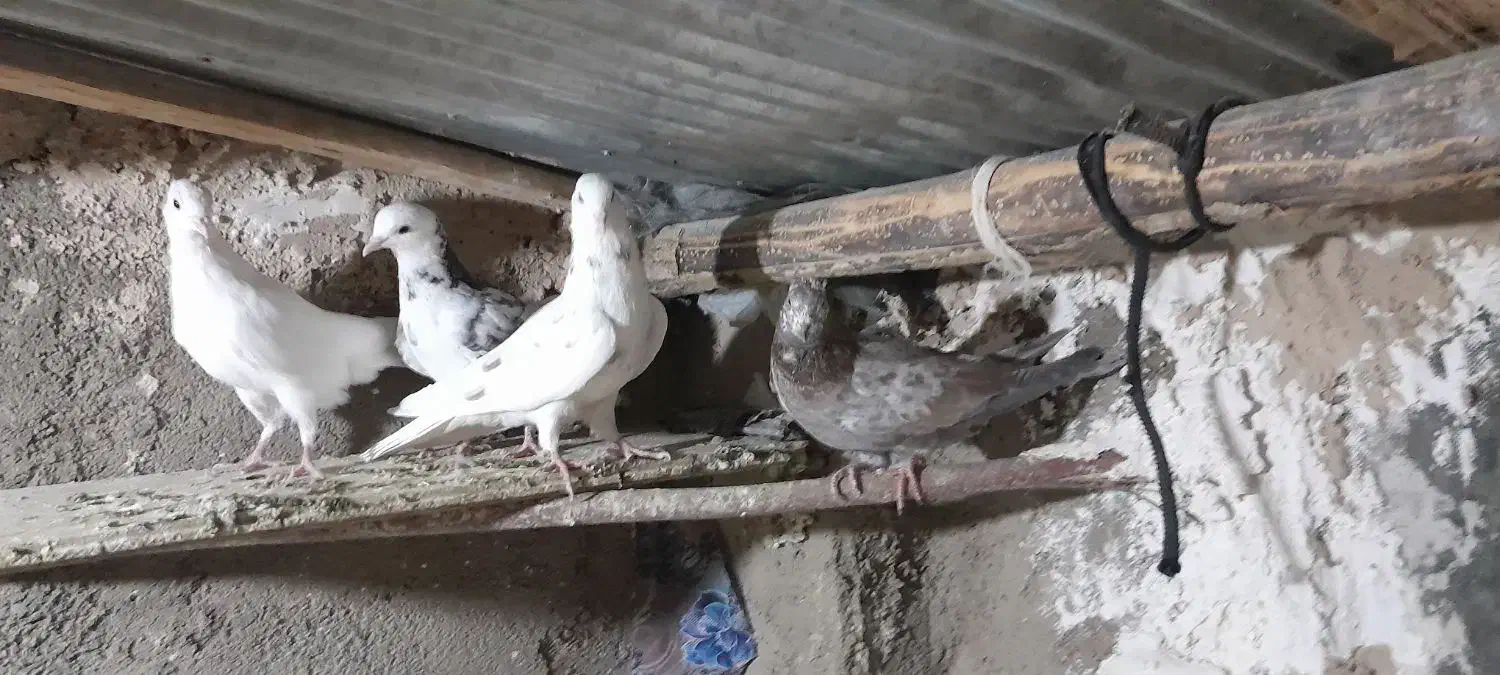 کبوتر تهرانی|پرنده|آبگرم, |دیوار