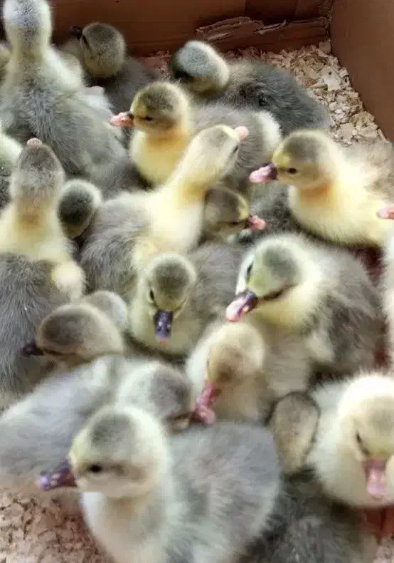 فروش ۱۵ عدد جوجه غاز ۳ روزه|حیوانات مزرعه|قائمشهر, |دیوار