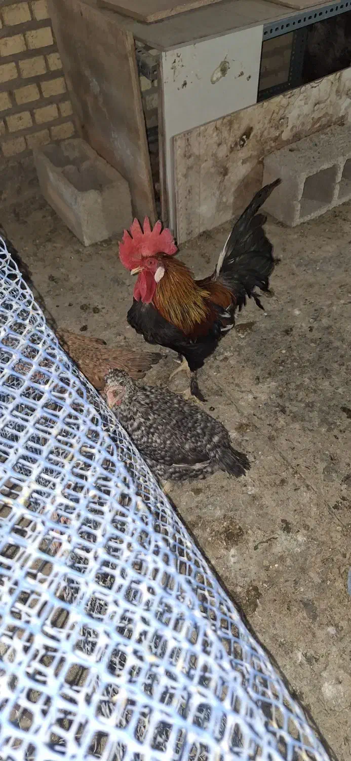 تخم مرغ محلی اصل نطفه دار|حیوانات مزرعه|رامهرمز, |دیوار