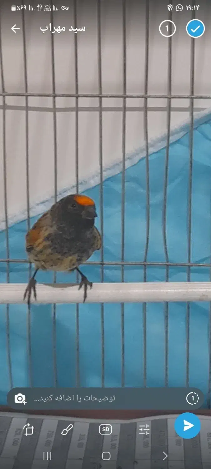 گلبسر  سهره قناری|پرنده|تهران, افسریه شمالی|دیوار