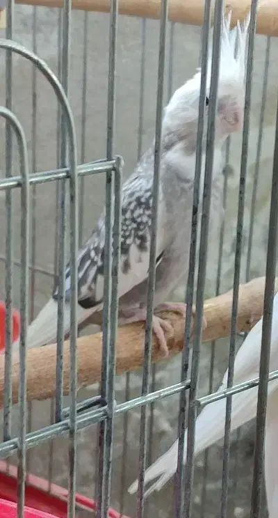 عروس هلندی ماده ابلغ آلبینو،وایت،ابلغ|پرنده|شیراز, سلطان آباد|دیوار