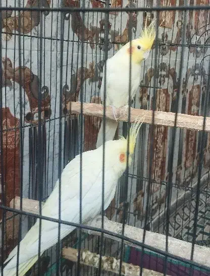 عروس هلندی یک جفت|پرنده|ریگان, |دیوار