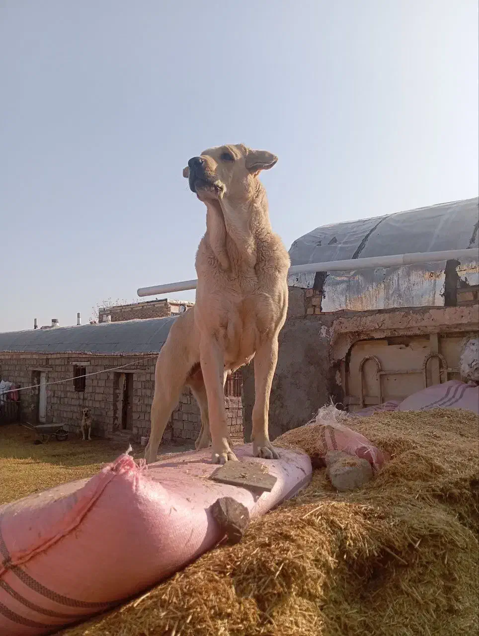 فروشی|سگ|قره ضیاالدین, |دیوار