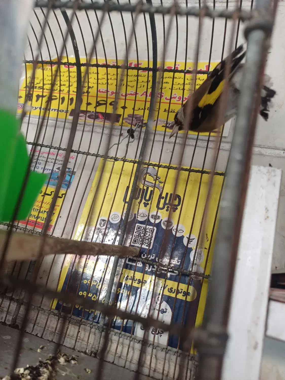 سهره نر|پرنده|ری, سرتخت|دیوار