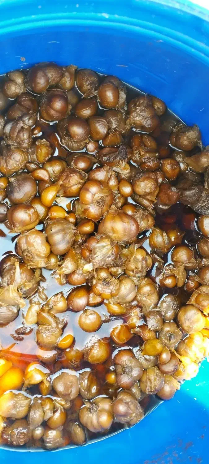 سیر ترشی همدان|خوردنی و آشامیدنی|گل تپه, |دیوار