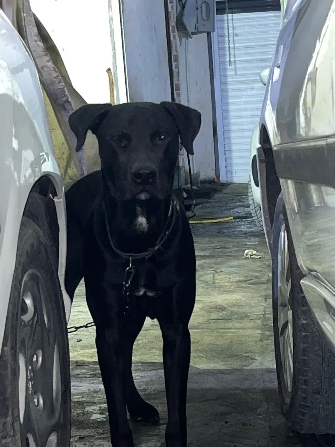 پیدا کردن حیون گم شده|حیوانات|بندر ماهشهر, |دیوار