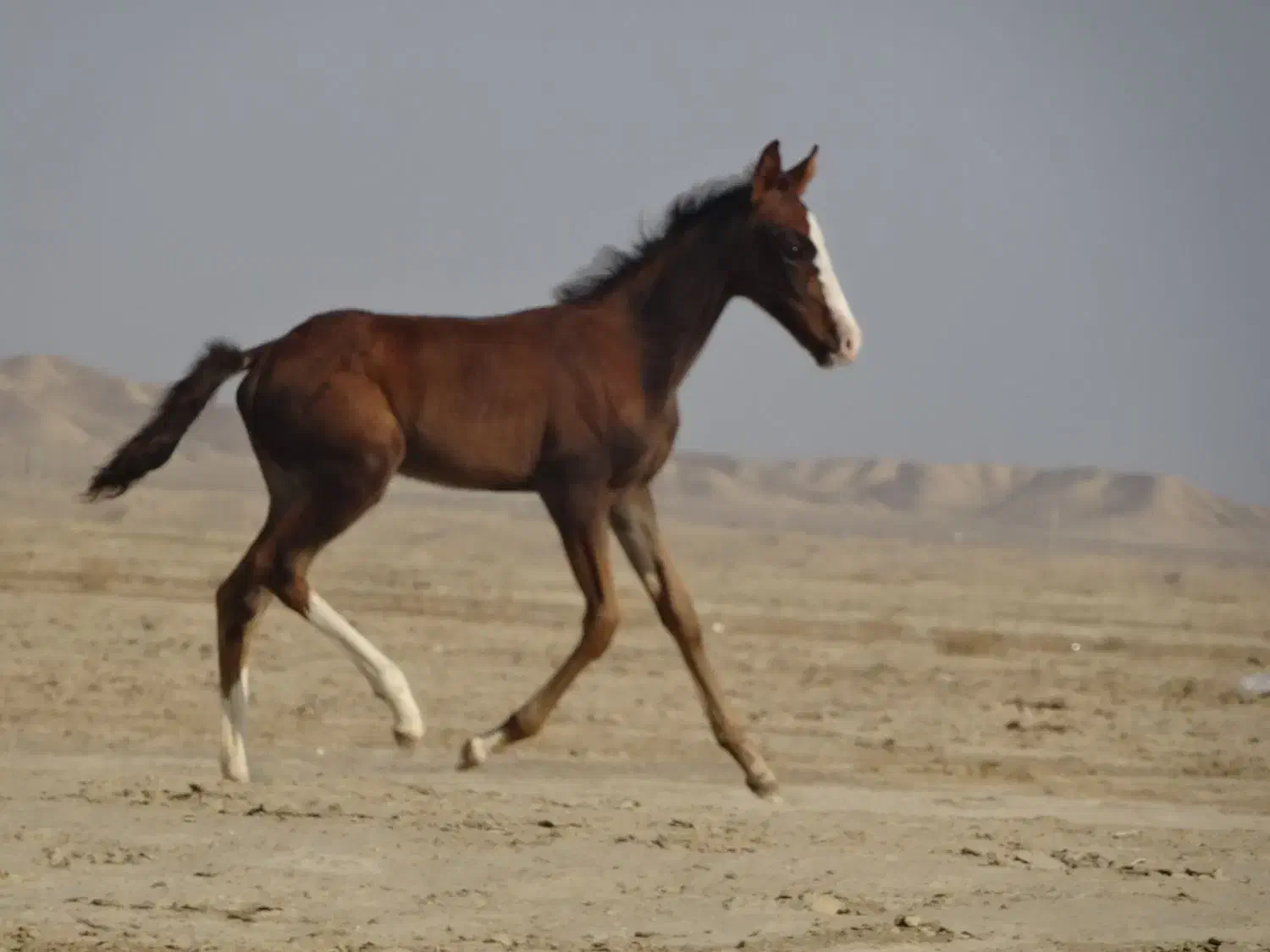 مادیان سه ماهه ترکمن|اسب و تجهیزات اسب‌سواری|گنبد کاووس, |دیوار