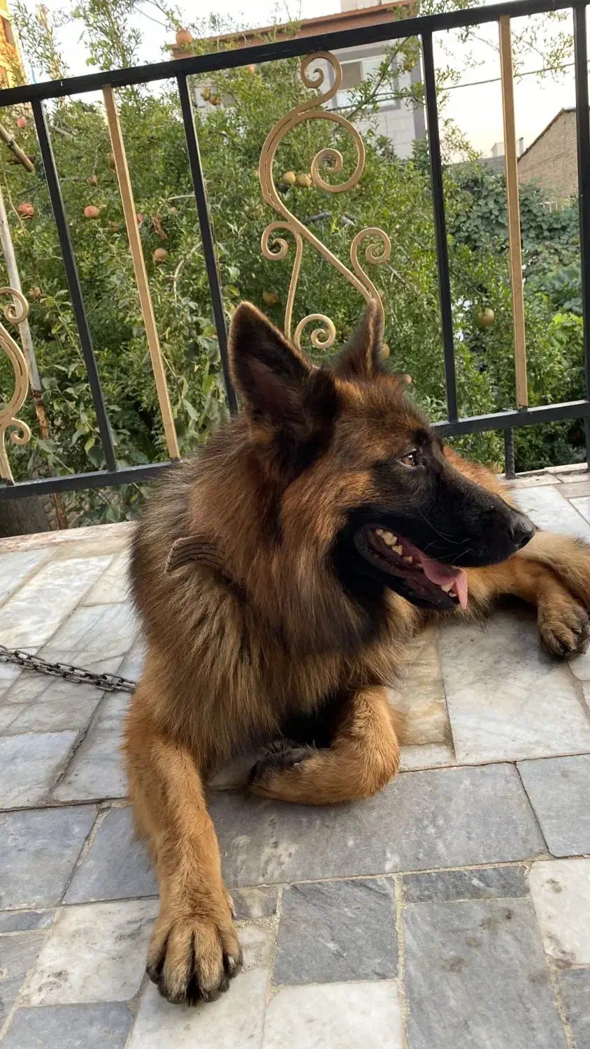 سگ ژرمن  ماده|سگ|گرگان, |دیوار