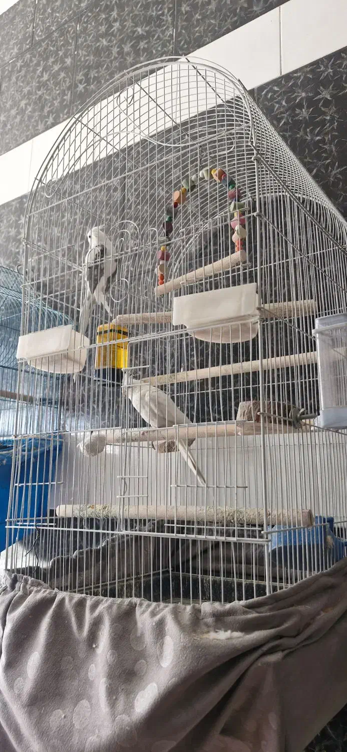 جفت آلبینو|پرنده|یزد, |دیوار