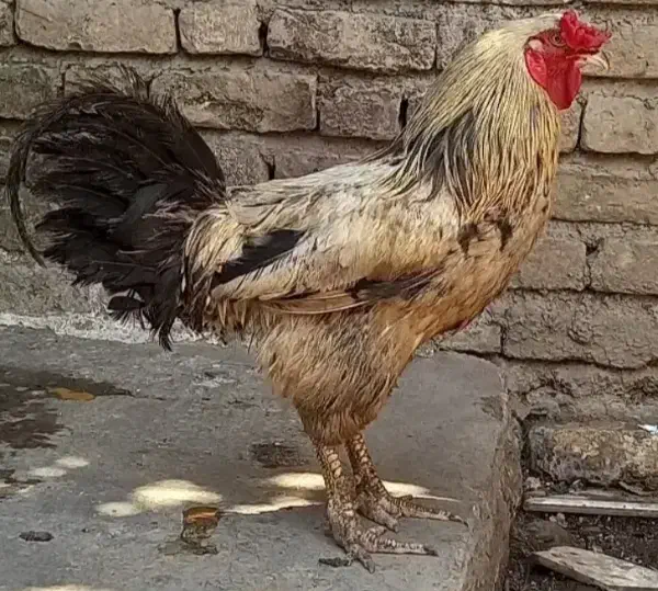 خروس|حیوانات مزرعه|آق قلا, |دیوار