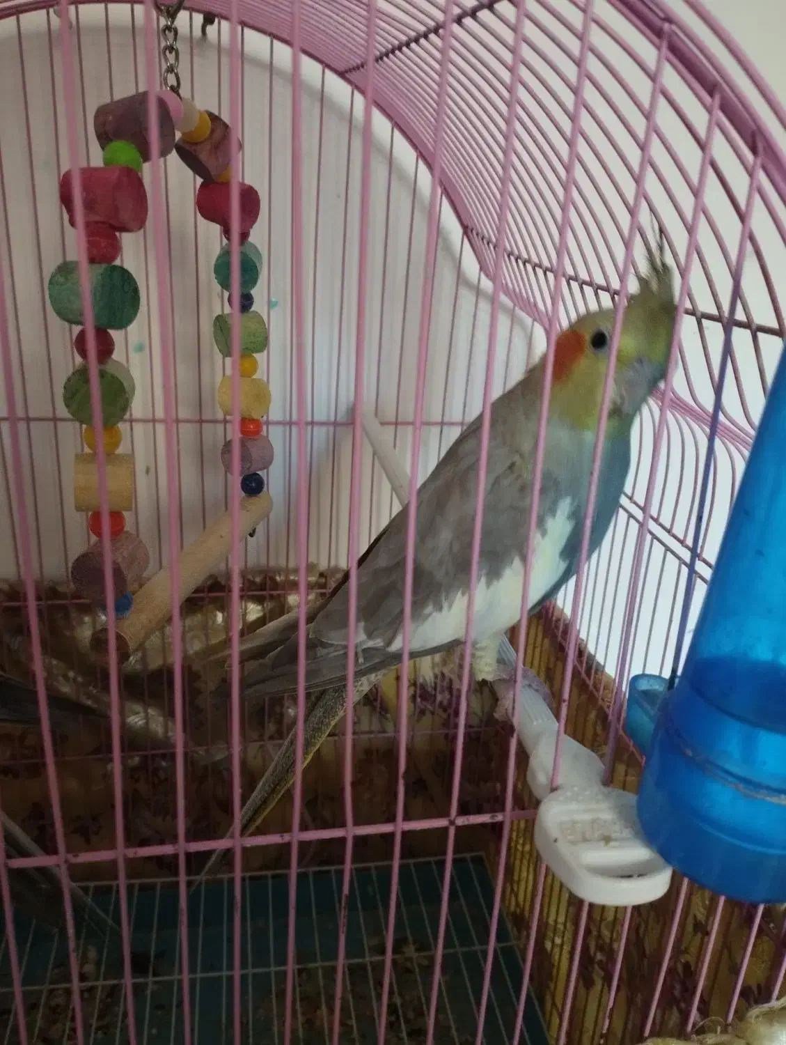 عروس هلندی سخنگو|پرنده|سراب, |دیوار