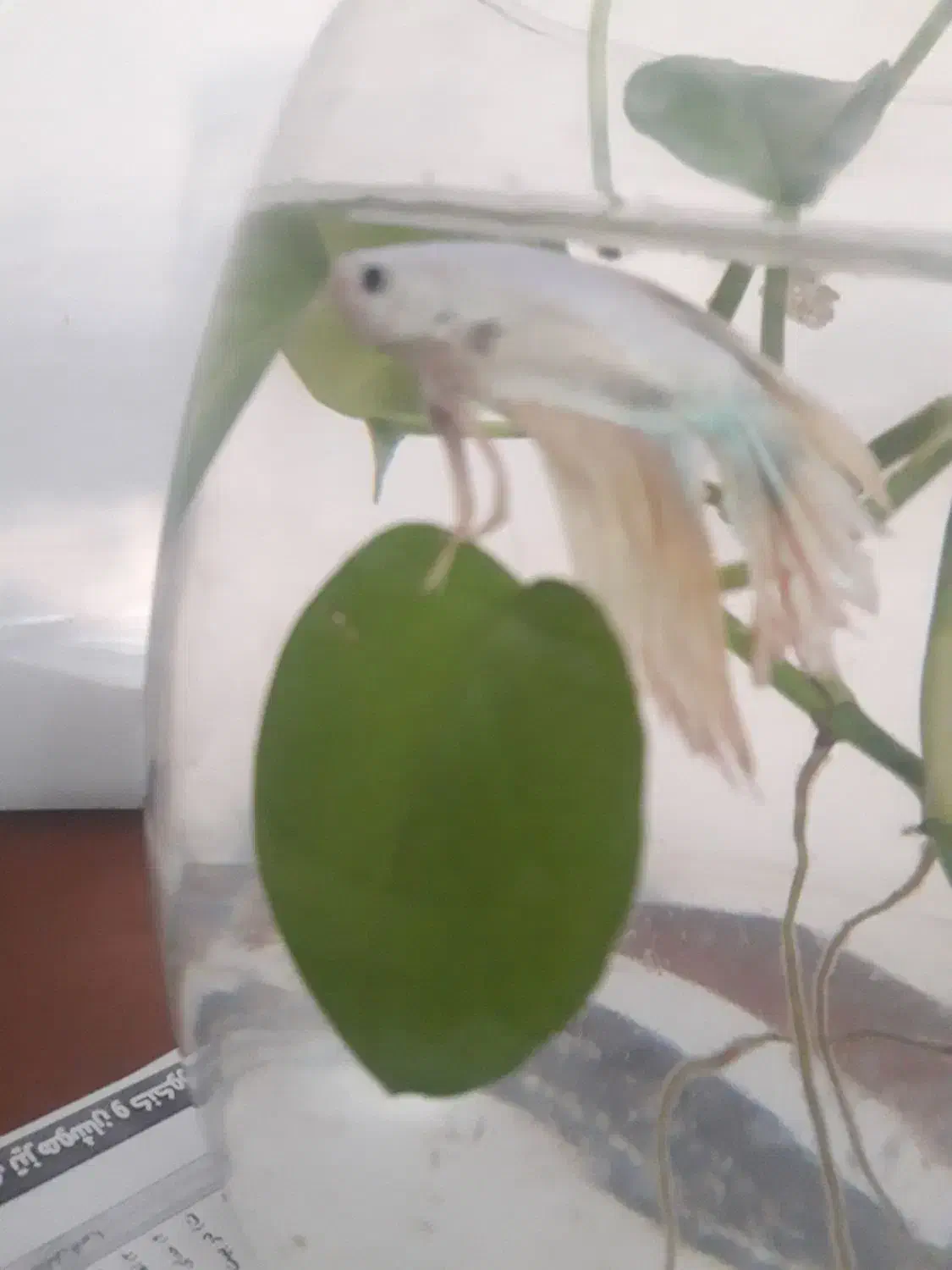 ماهی|ماهی|تهران, مقدم|دیوار