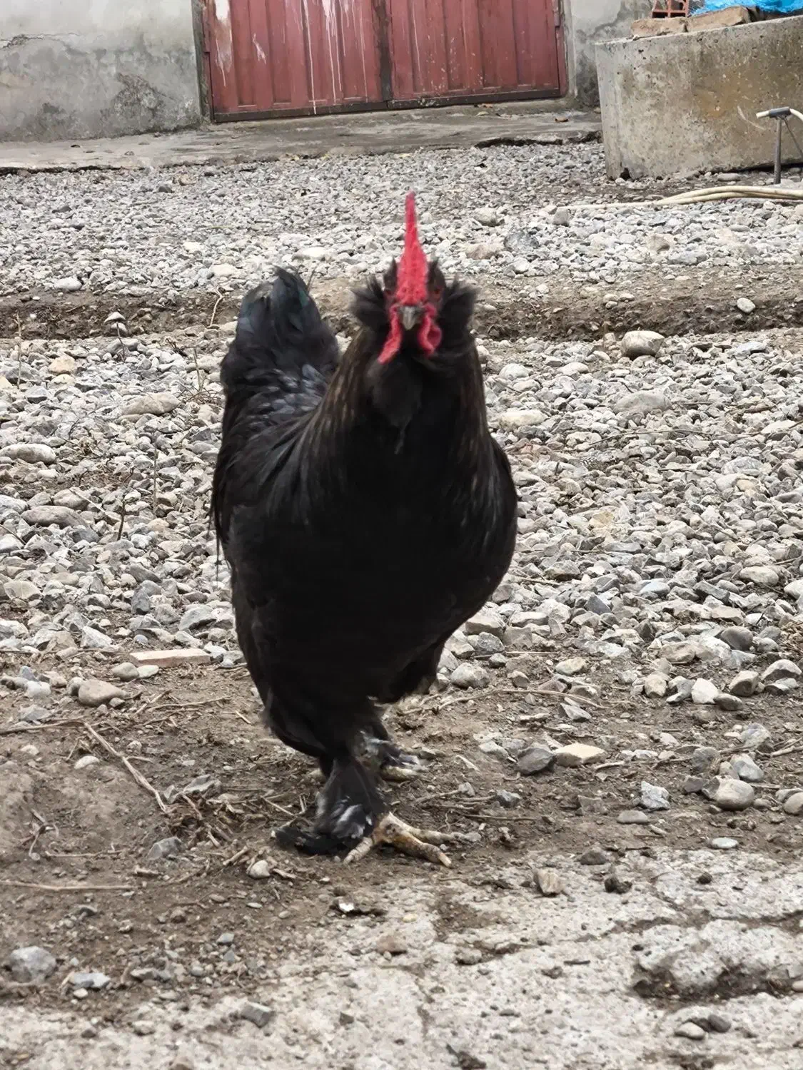 خروس مشکی|حیوانات مزرعه|گرگان, |دیوار