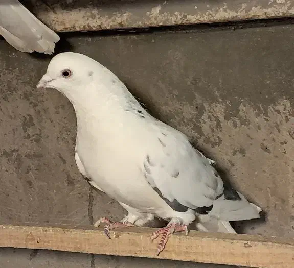 پرشی کفتر|پرنده|قم, انصار‌الحسین|دیوار