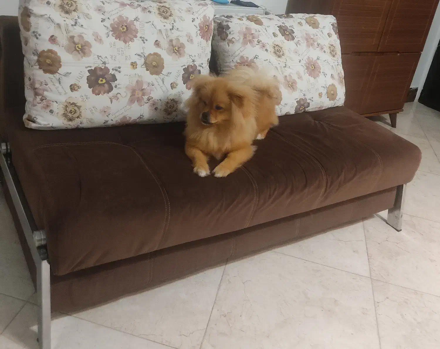 سگ پامرین آپارتمانی|سگ|سلمان‌شهر, |دیوار