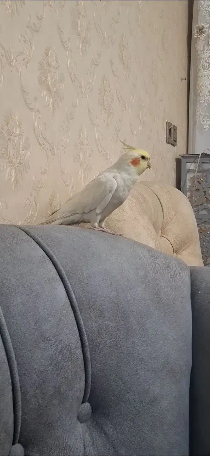 عروس هلندی|پرنده|الوند, |دیوار