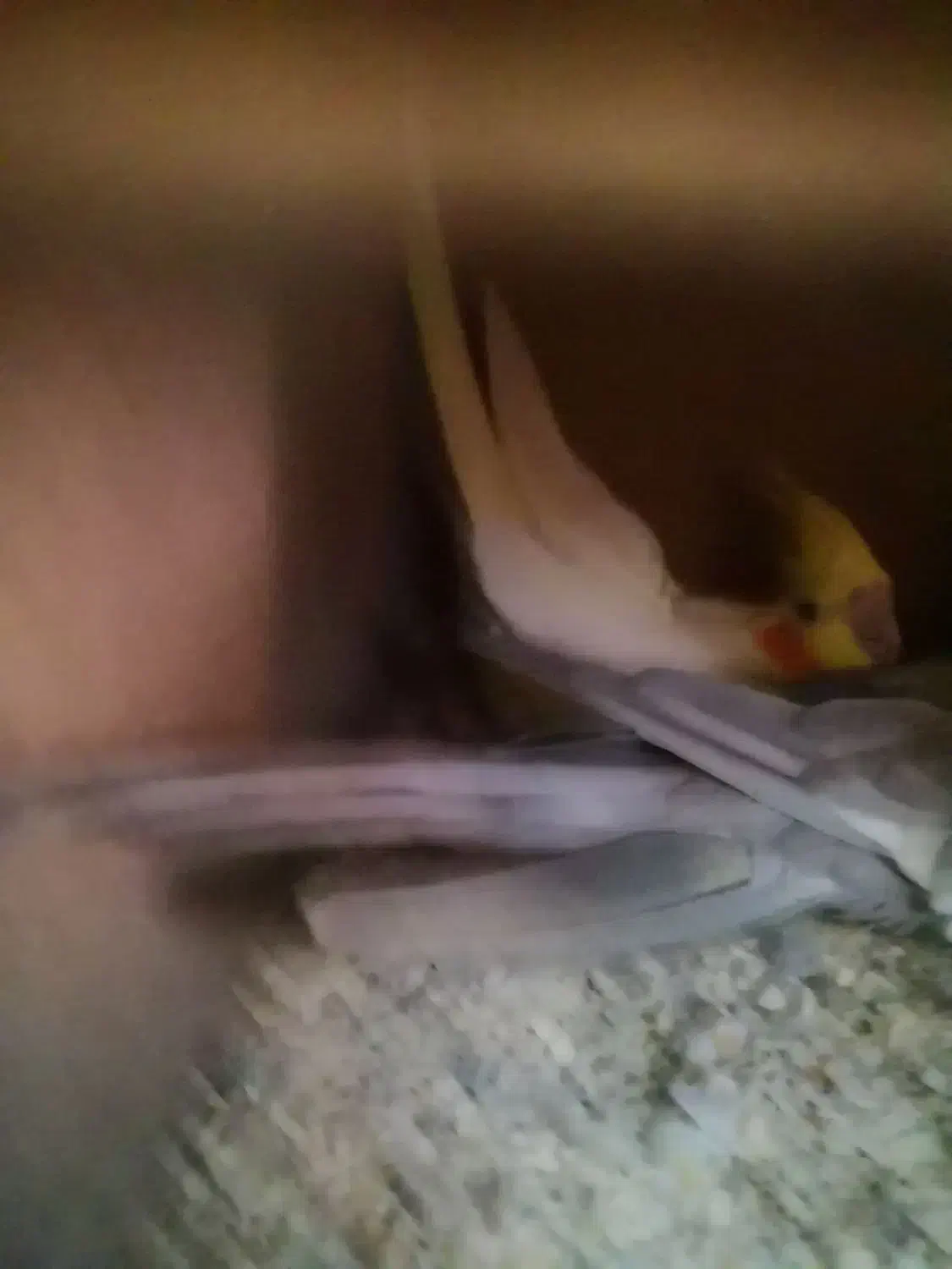 عروس هلندی جفت کار داده|پرنده|اهرم, |دیوار