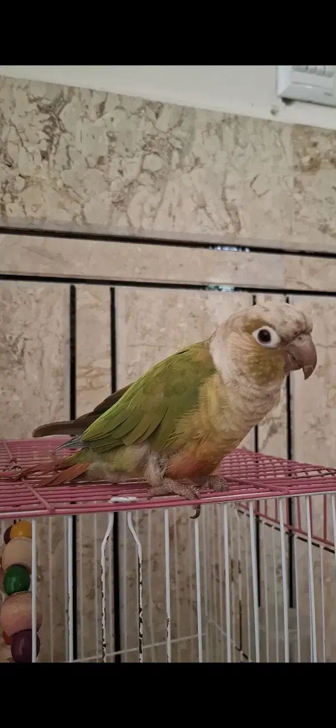 طوطی گرینچیک|پرنده|خمینی‌شهر, |دیوار