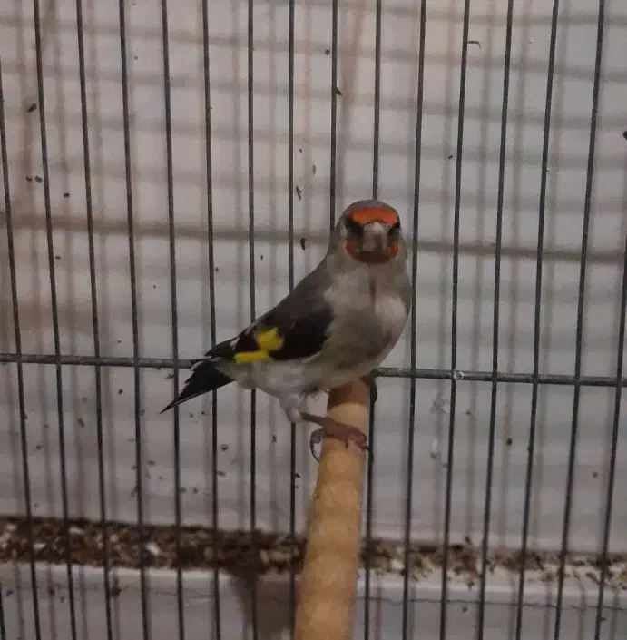 یدونه سهره نر|پرنده|قم, انصار‌الحسین|دیوار