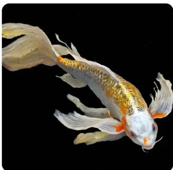 ماهی کوی گولدفیش قرمز عید کپور آمور فیتوفاگ|ماهی|مشهد, میان ولایت|دیوار