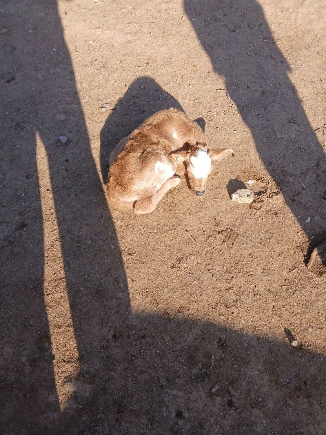 یک عدد گوساله سه روزه ۱۸میلیون بدون تخفیف|حیوانات مزرعه|کوهدشت, |دیوار