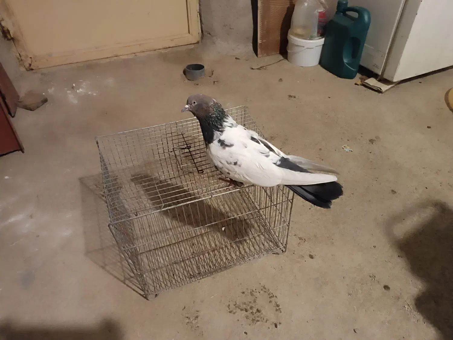 فروش کبوتر|حیوانات|درگزین, |دیوار