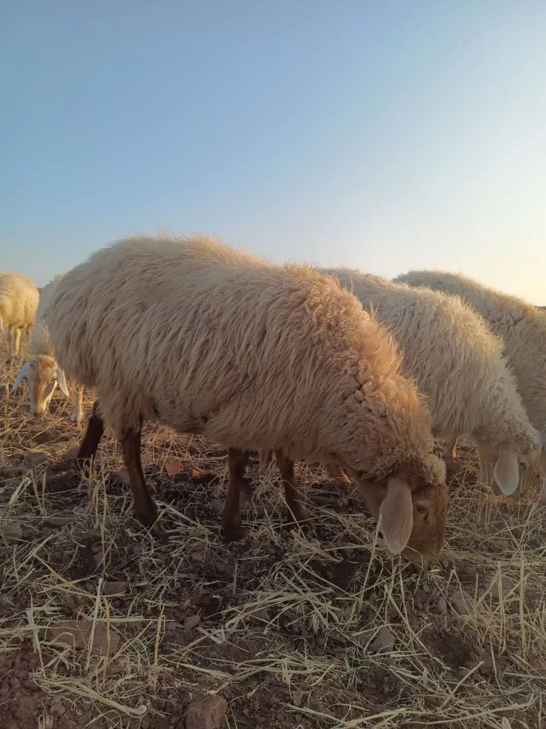 شیشک زاییده وآبستن|حیوانات مزرعه|مرادلو, |دیوار