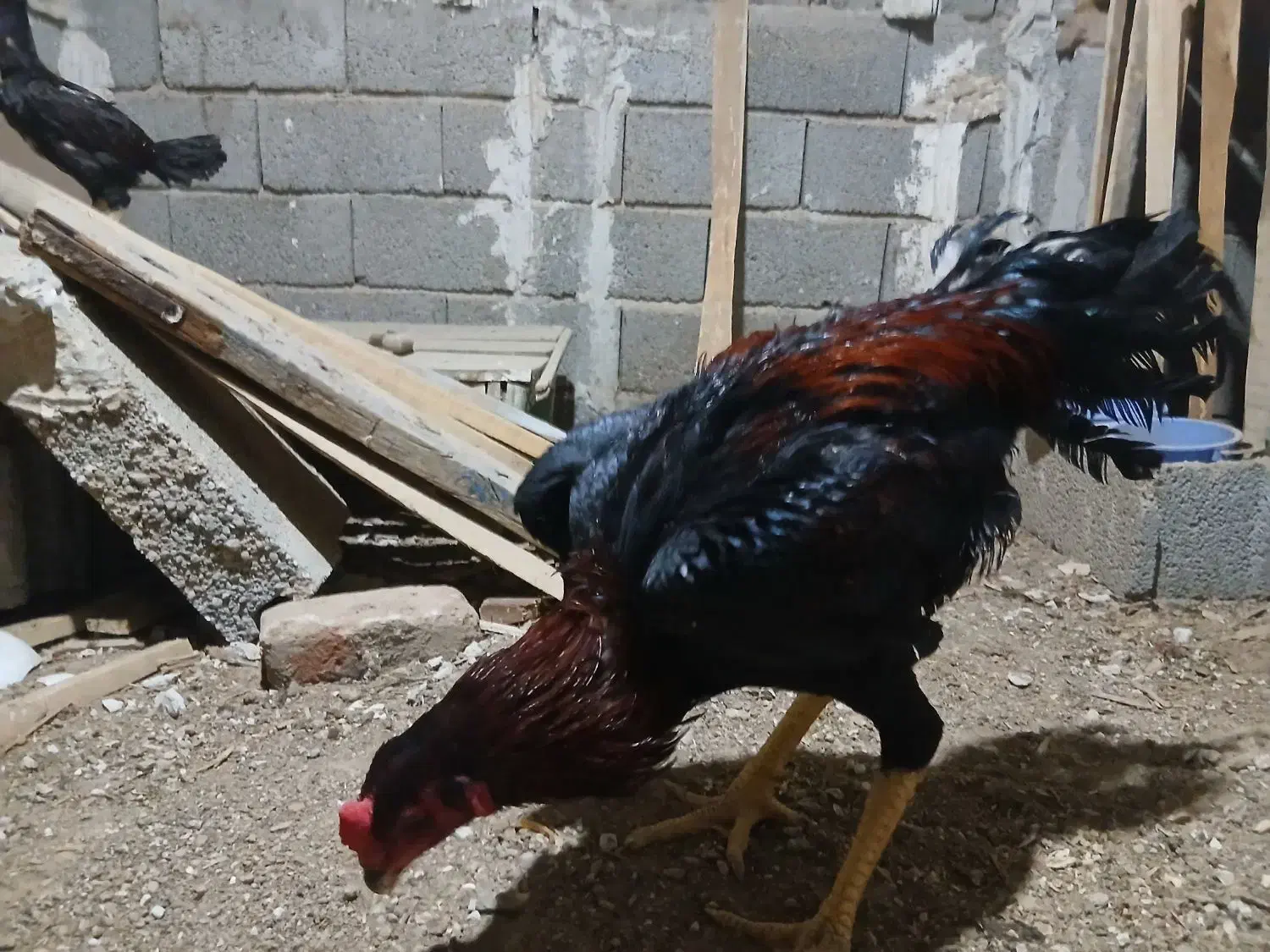 فروشی|حیوانات مزرعه|عجب شیر, |دیوار