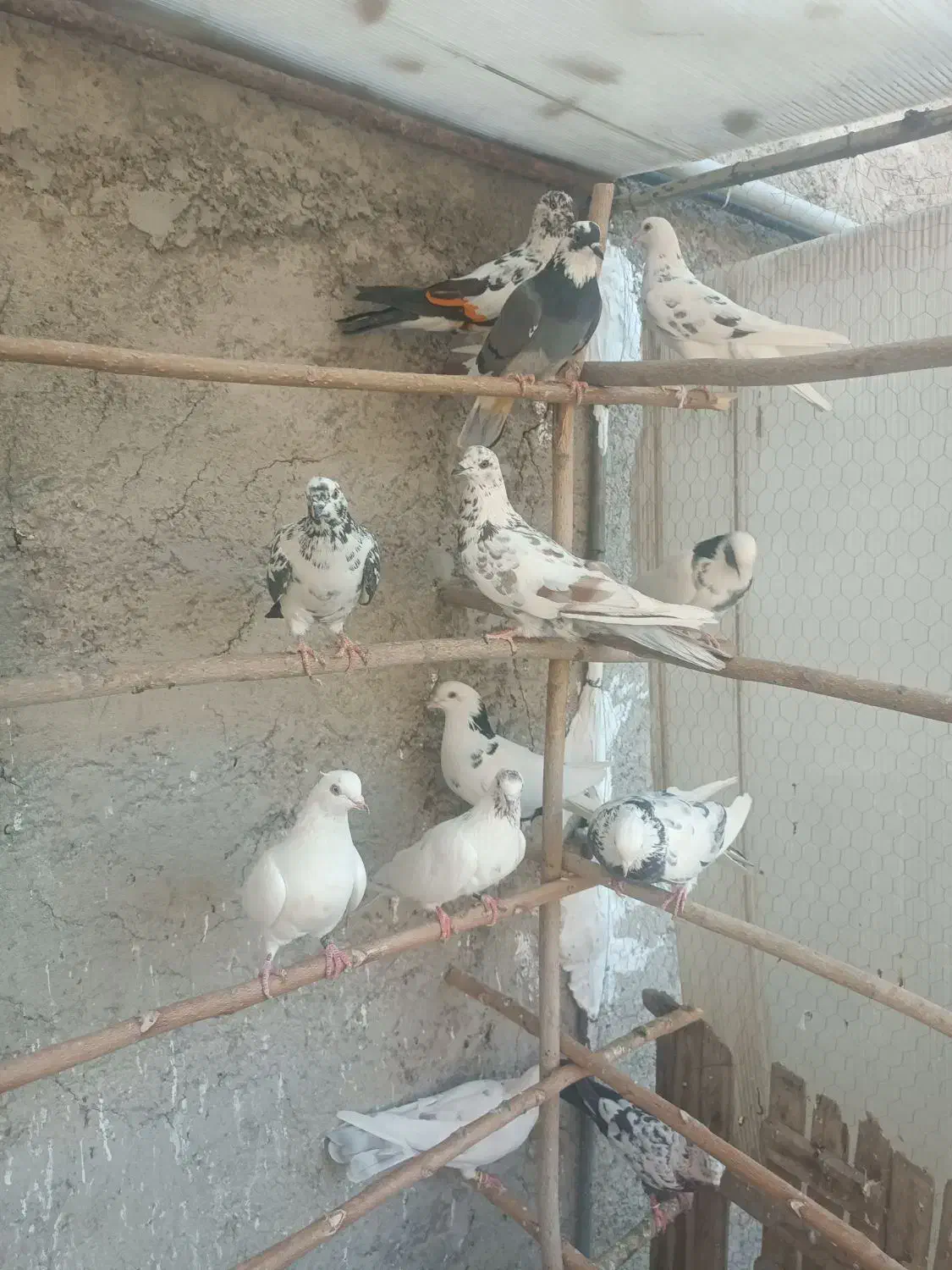 کفتر غریبگیری|پرنده|شهریار, رضی آباد بالا|دیوار