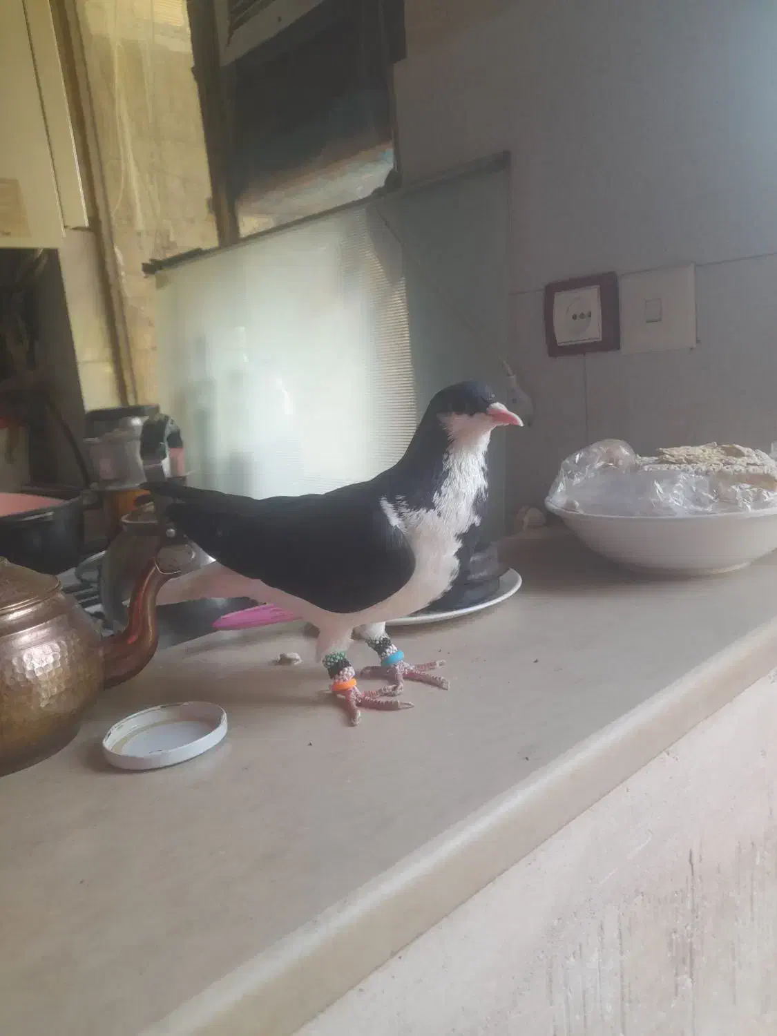 یک عدد خوشرنگ سیاه ماده|پرنده|محمدیه-قزوین, |دیوار