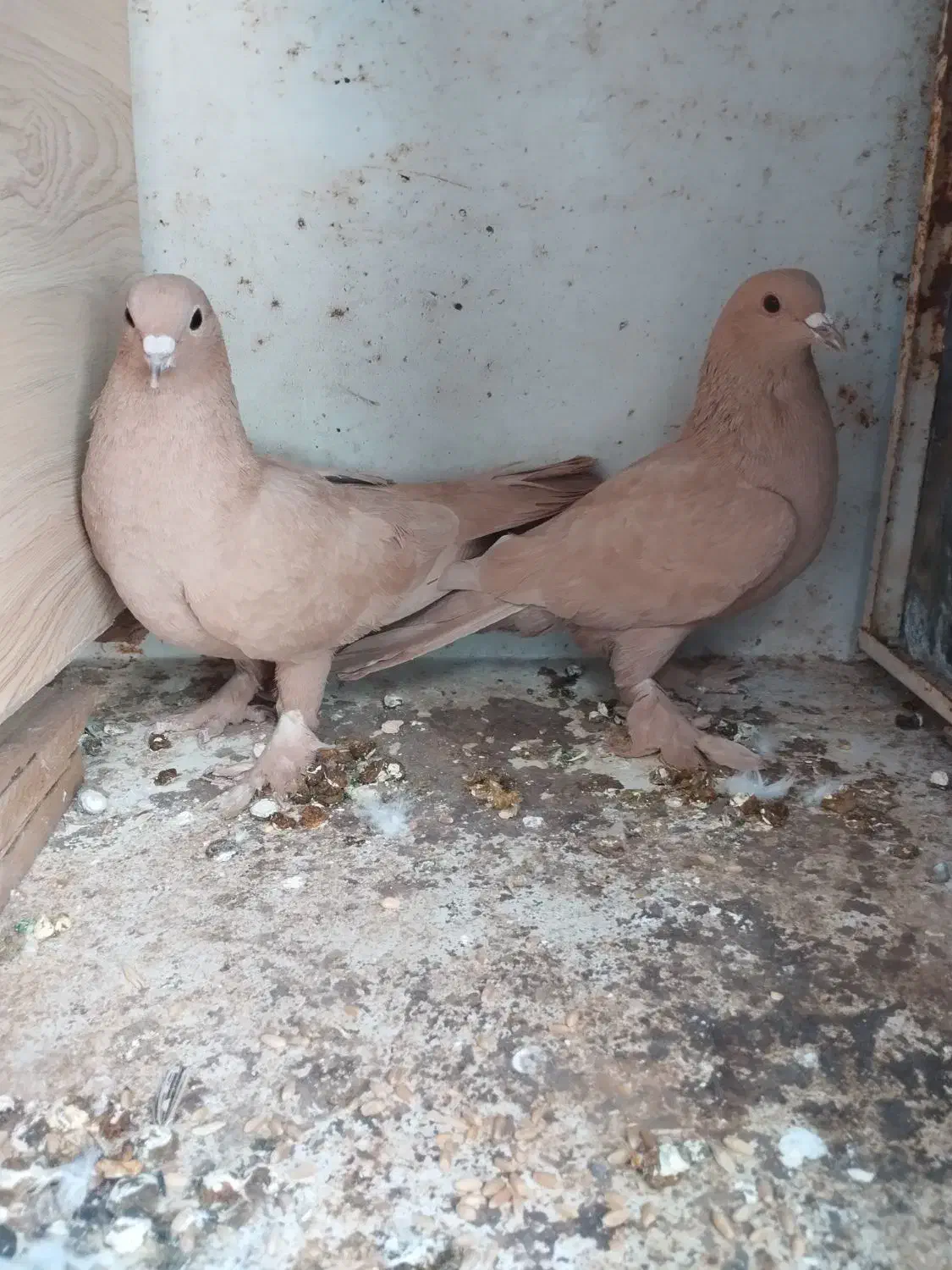 کبوتر|پرنده|کرمان, |دیوار