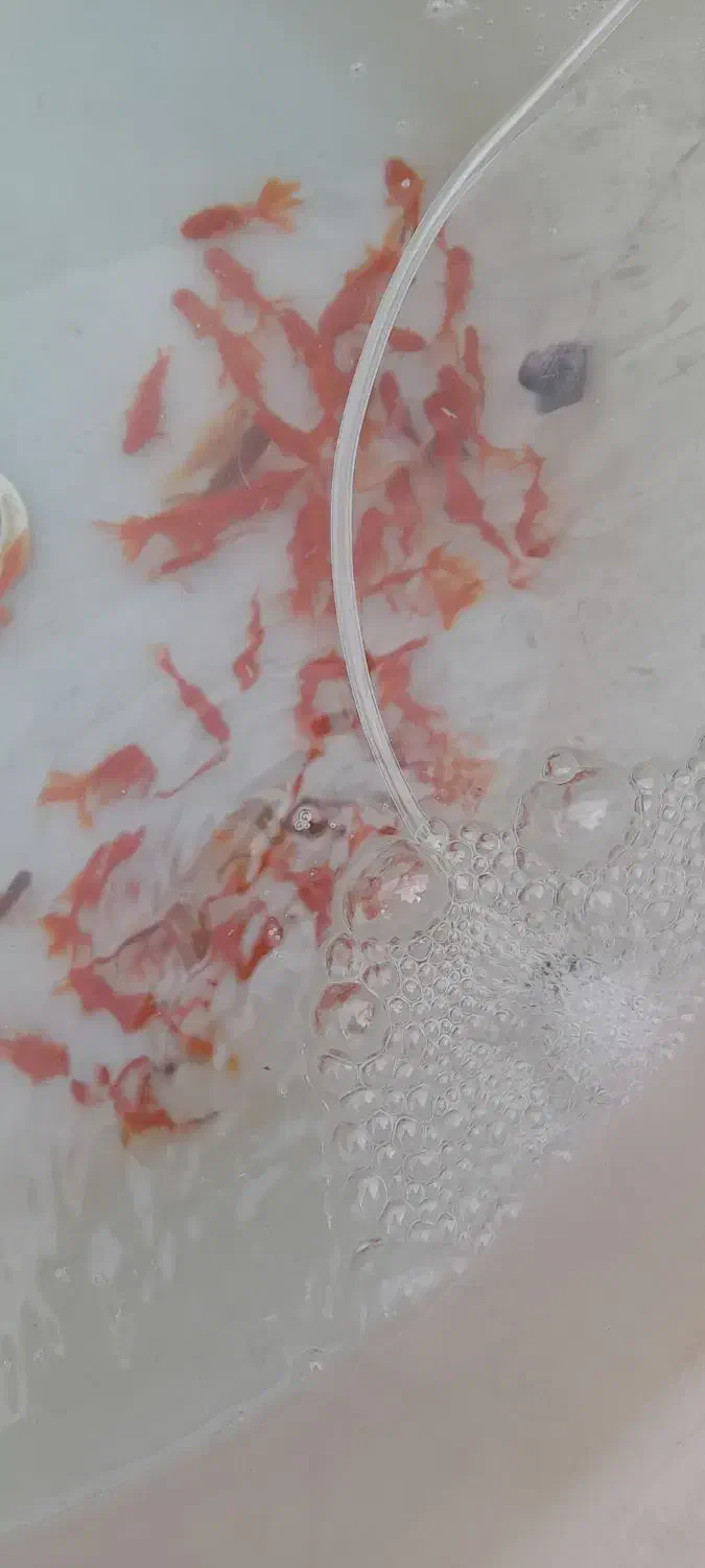 پخش عمده ماهی عمده|ماهی|قم, هنرستان|دیوار