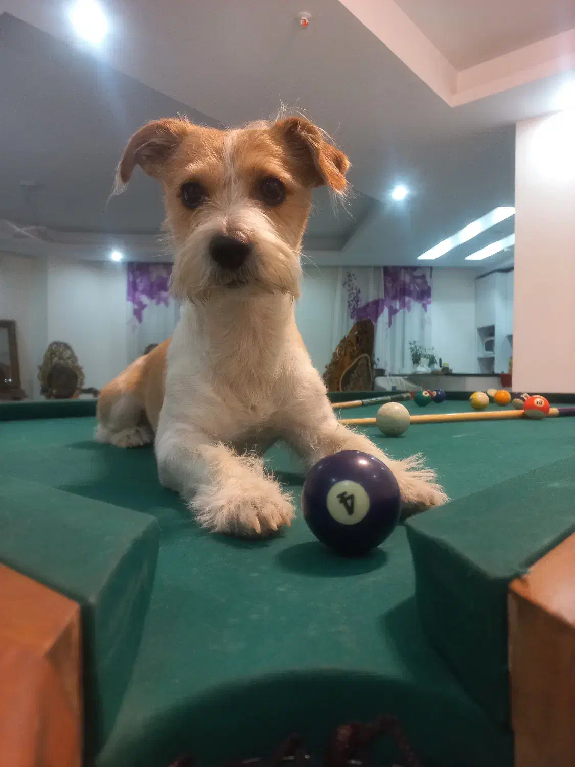 واگذاری|سگ|تهران, مروارید شهر|دیوار