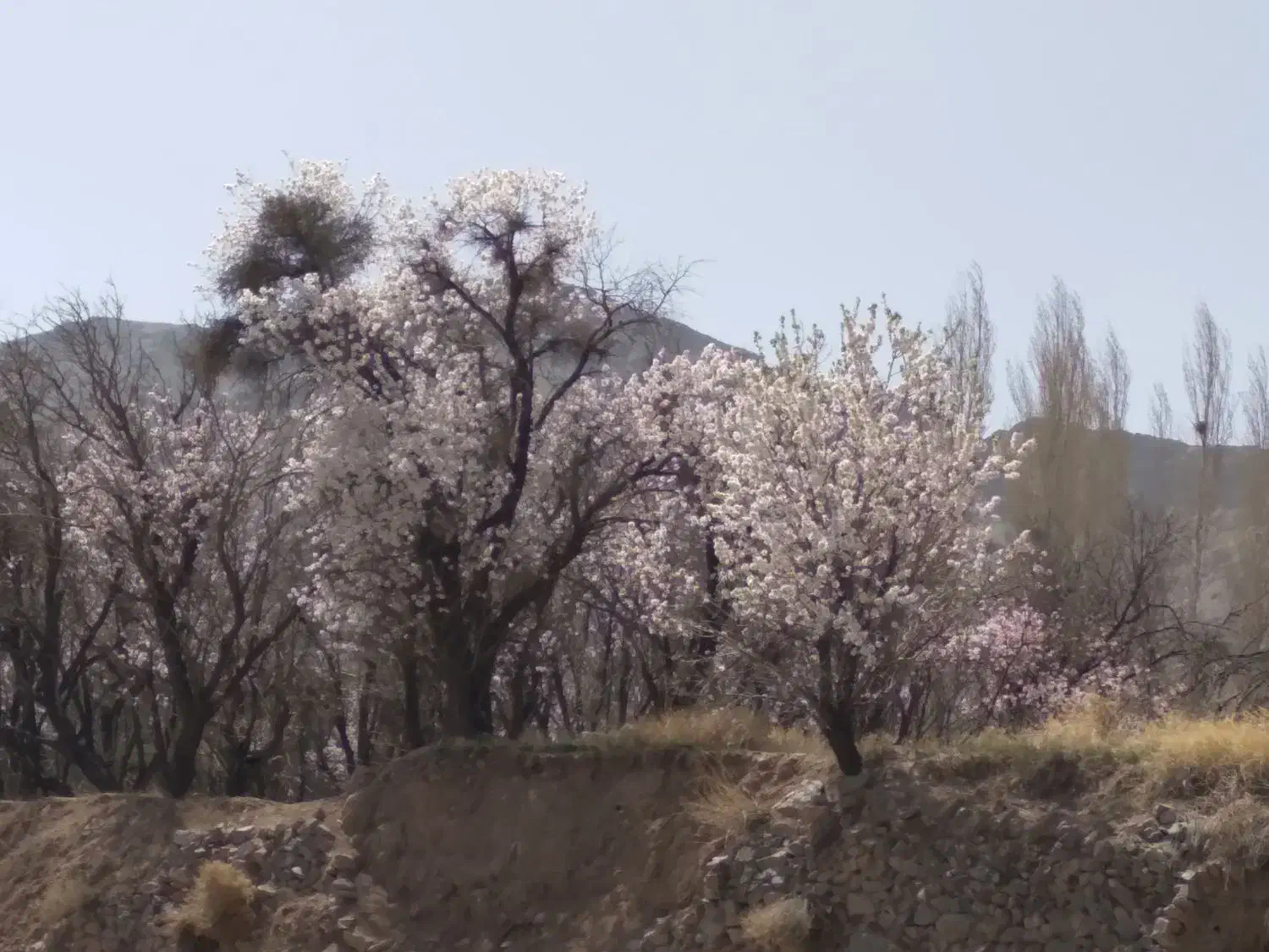کود کبوتر|گل و گیاه طبیعی|قم, شاه سید علی|دیوار