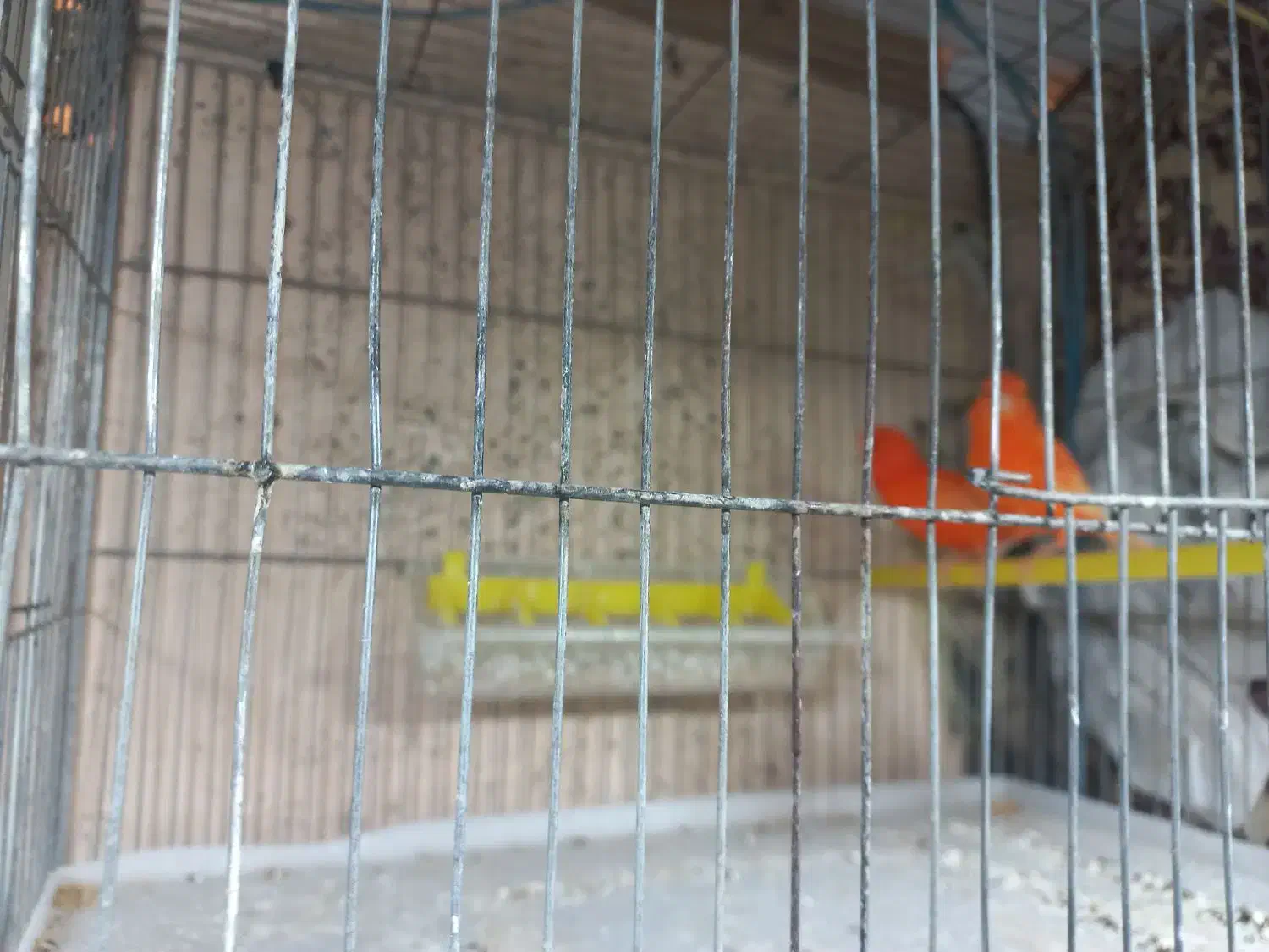 یه جفت قناری رد جفتی قیمت چهارپانصد|پرنده|فارسان, |دیوار