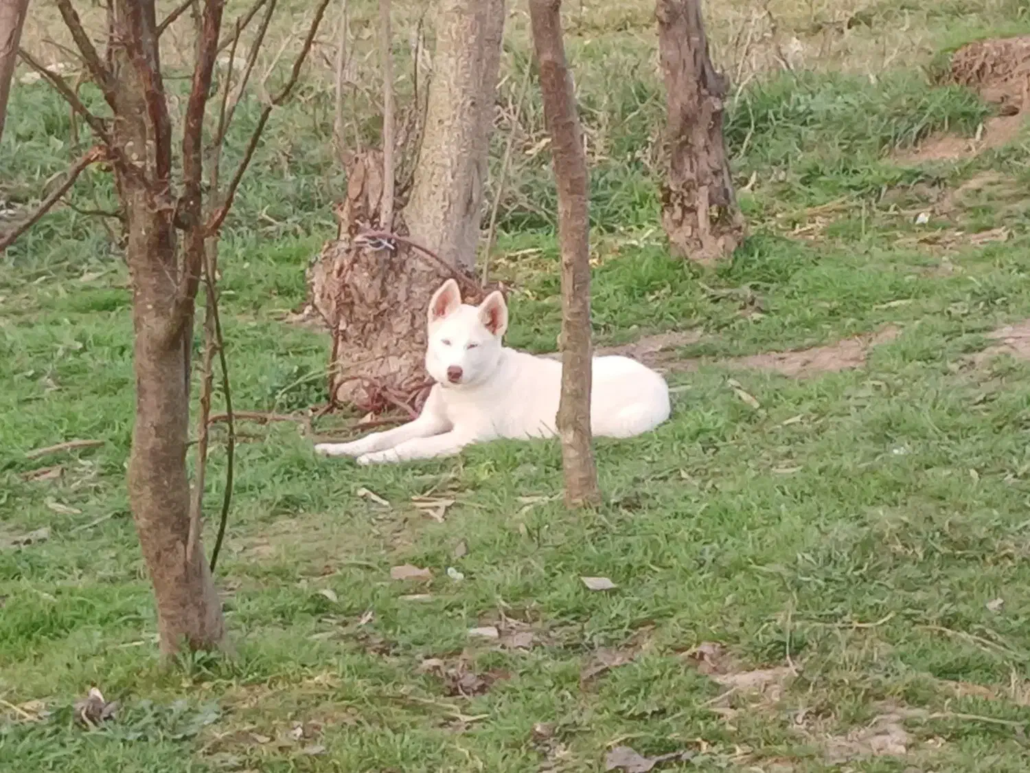 هاسکی سامویید|سگ|رشت, سعدی (تختی)|دیوار