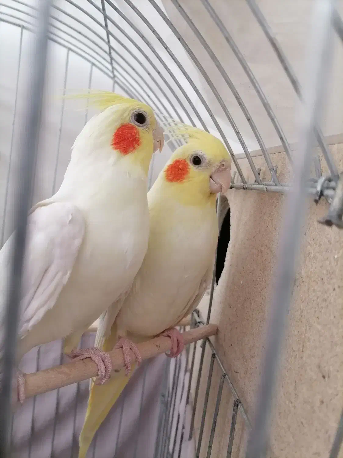 عروس هلندی لوتینو|پرنده|اردکان, |دیوار