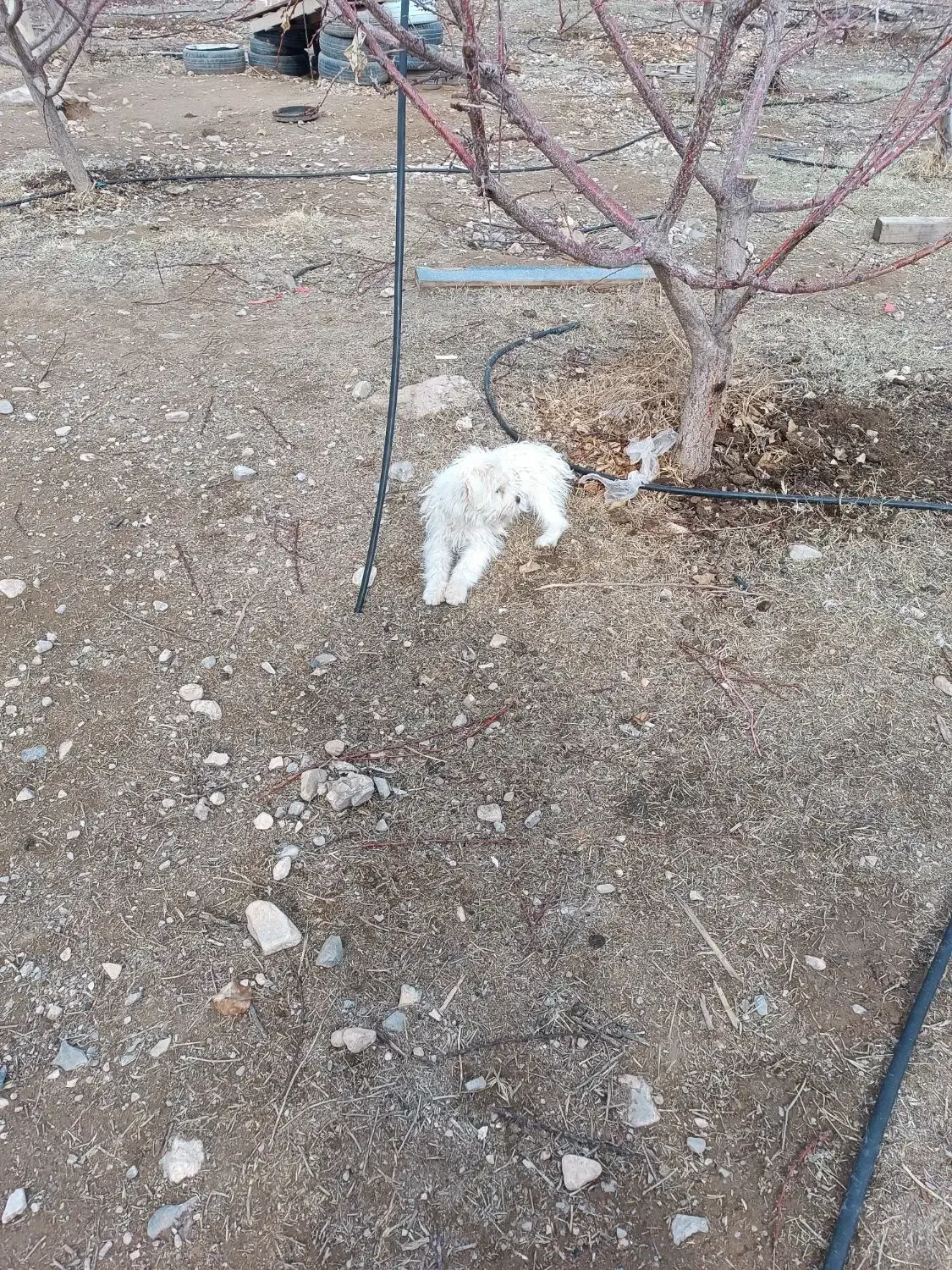 سگ پاکوتاه ۴ ماهه|سگ|جلفا, |دیوار