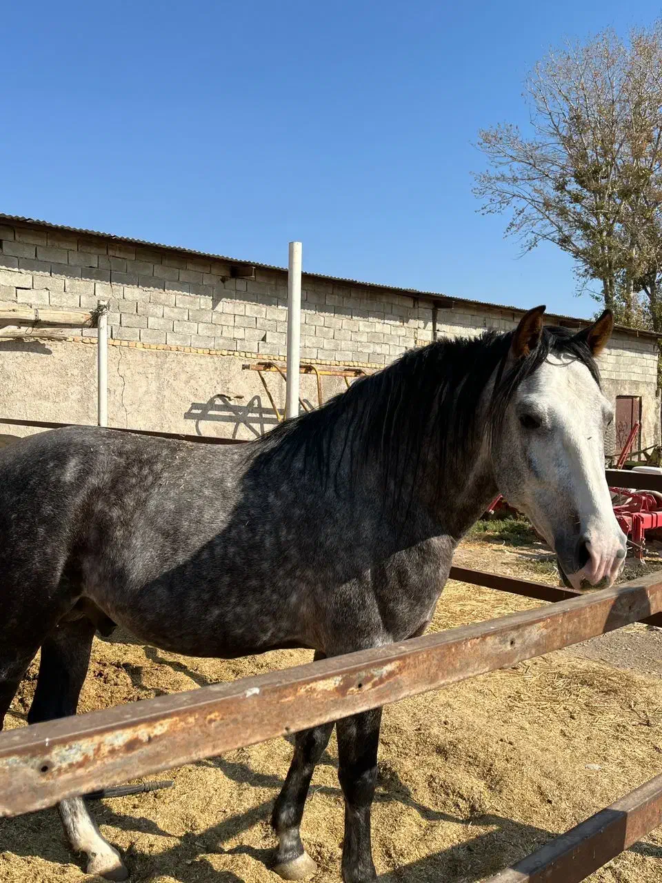 اسب|اسب و تجهیزات اسب‌سواری|بشاریات, |دیوار