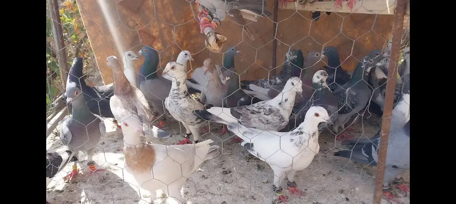 50 عدد کفتر پرشی ضد و خوردی|پرنده|عطاملک, |دیوار