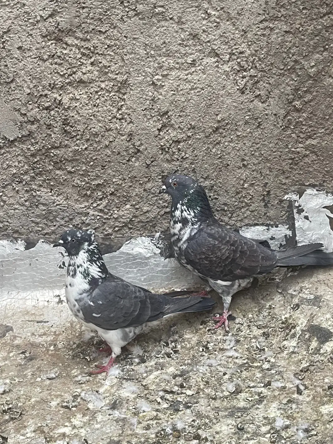 کفتر پرشی تیر ماه|پرنده|اردکان, |دیوار