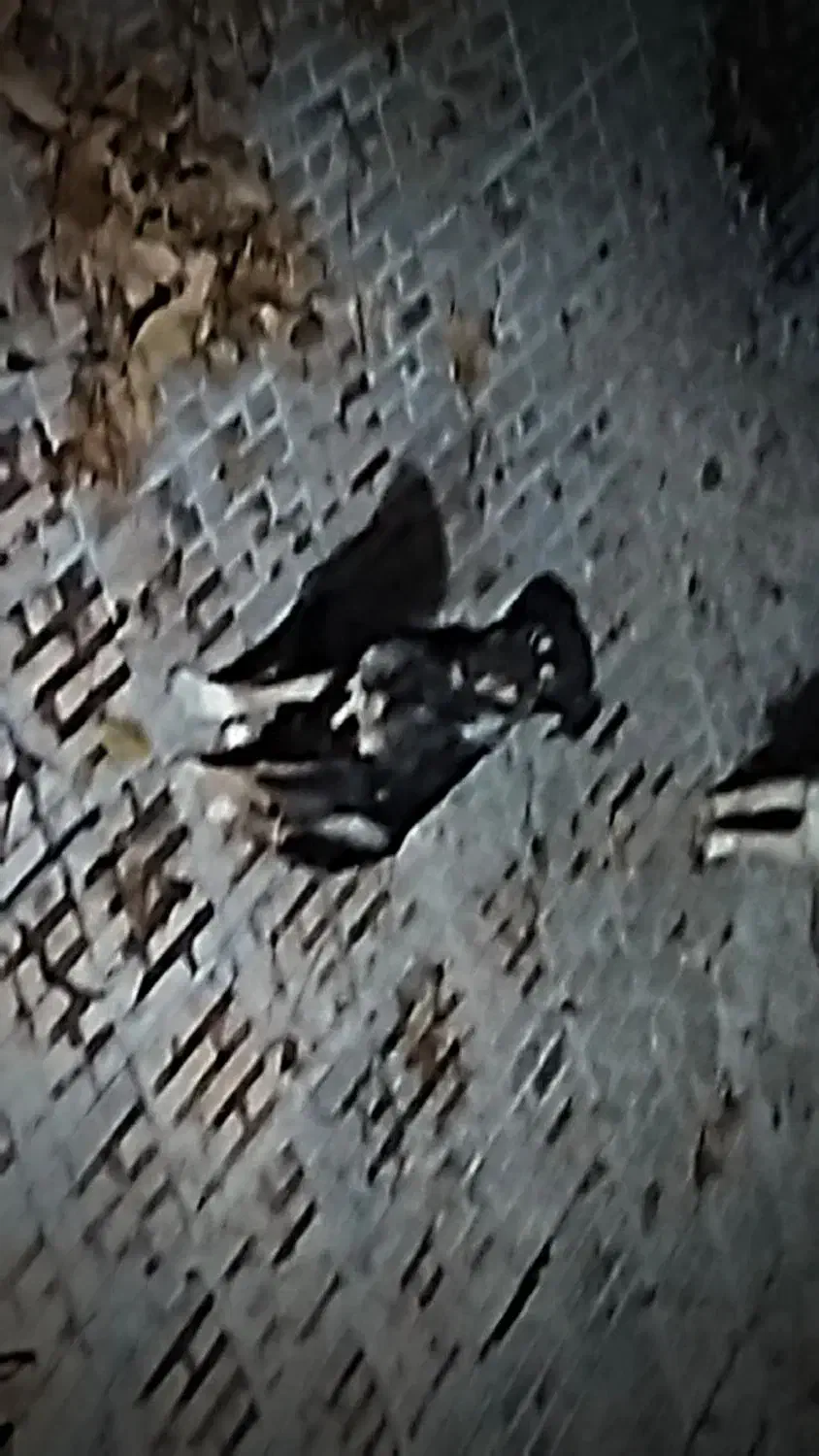 سگ دوبرمن|سگ|ایلام, |دیوار