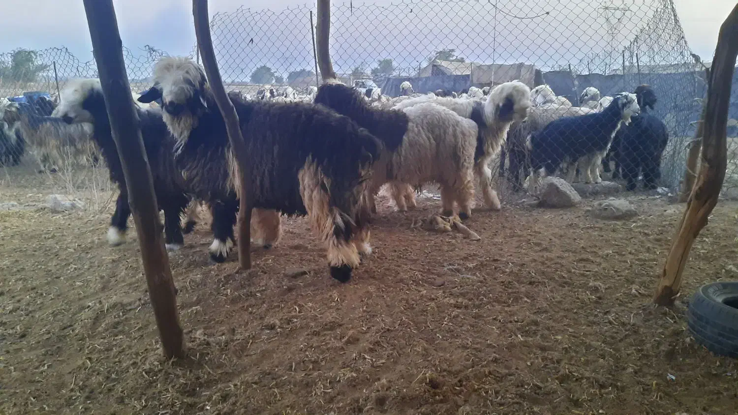 بره چاق|حیوانات مزرعه|گتوند, |دیوار