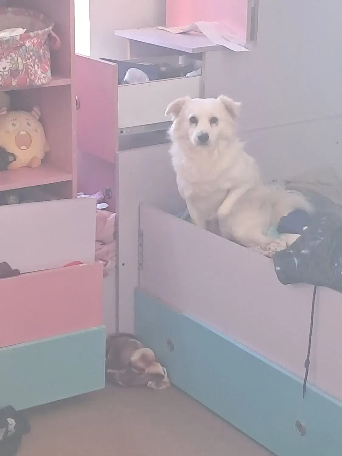 حیوانات|سگ|امیرکلا, |دیوار