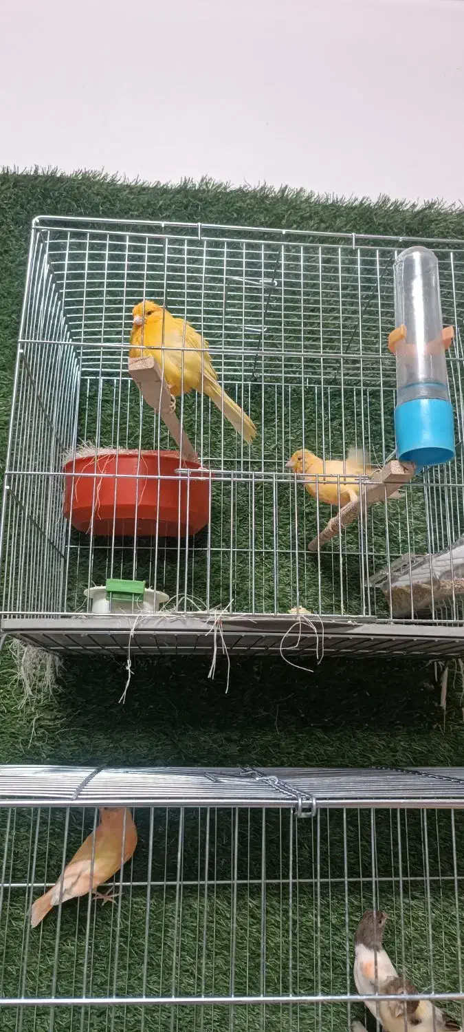 قناری|پرنده|ماکو, |دیوار