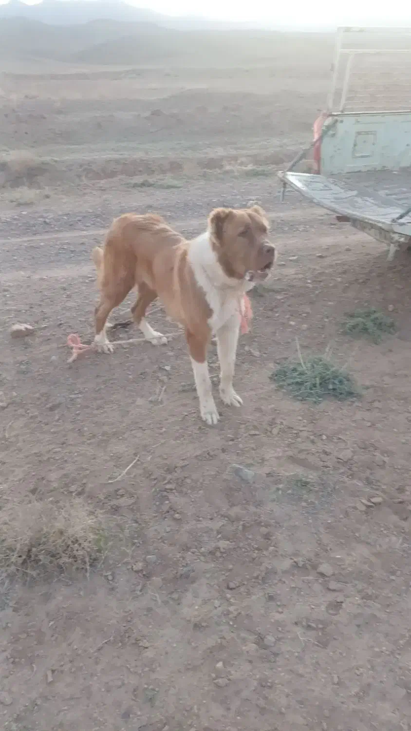 گمشده گمشده|سگ|قائن, |دیوار