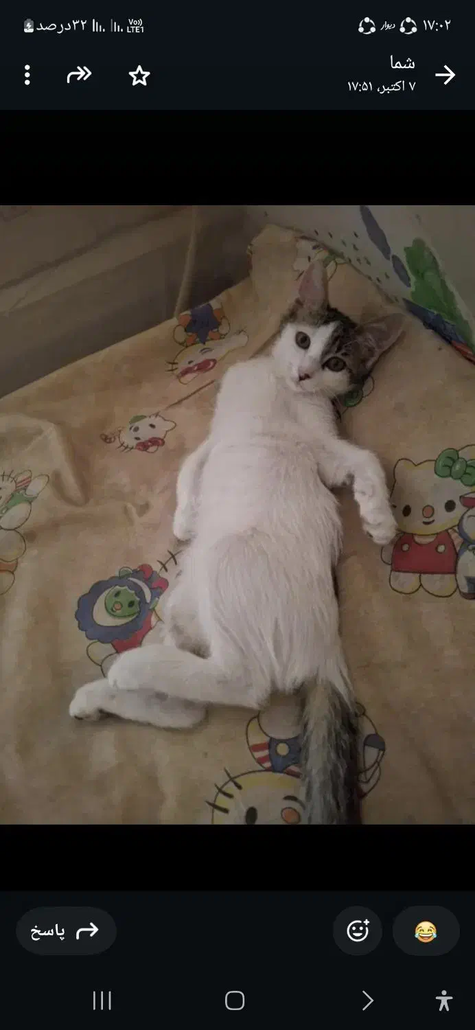 گربه ماده خانگی و بازیگوش|گربه|شیراز, شهرک مخابرات|دیوار